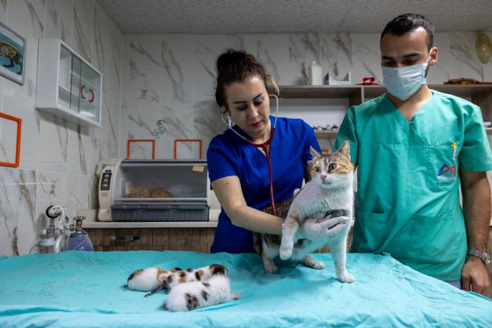 Bykehir, Camiye Snan Anne Kedi Ve Yavrularn Koruma Altna Ald