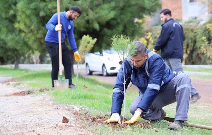 TOROSLAR�DA A�A�LANDIRMA SEFERBERL���